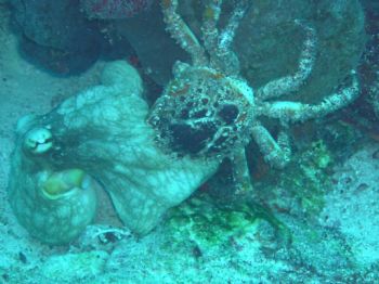 Octopus and crab fighting during the day in Cozumel, Mexi... by Robert Lee Sharkey 